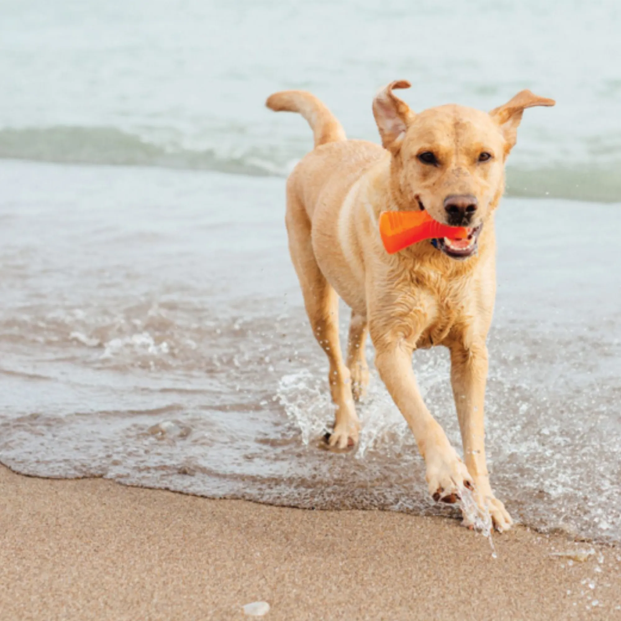 Bionic Super Bone Dog Toy