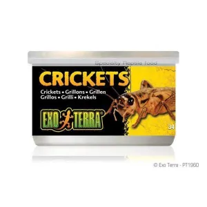 Exo Terra Crickets Small 34g