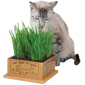 SmartCat Kitty's Garden Grass Box